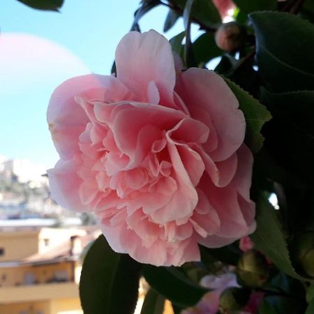 B&B Il Giardino Delle Camelie Palestrina Bagian luar foto