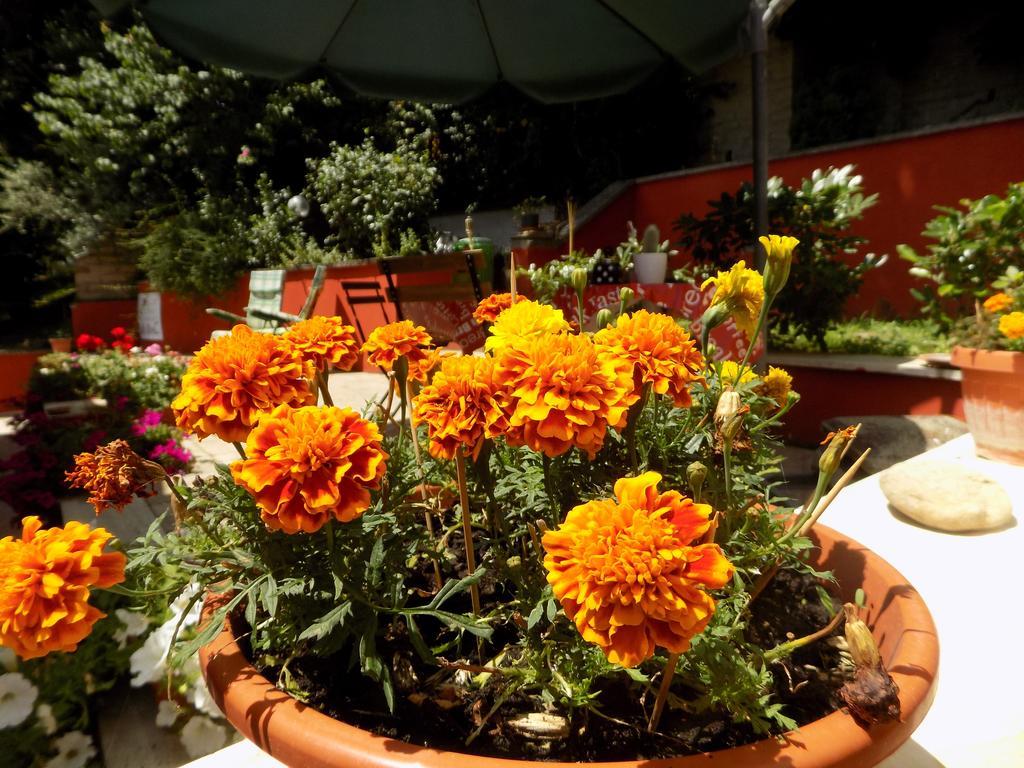 B&B Il Giardino Delle Camelie Palestrina Bagian luar foto