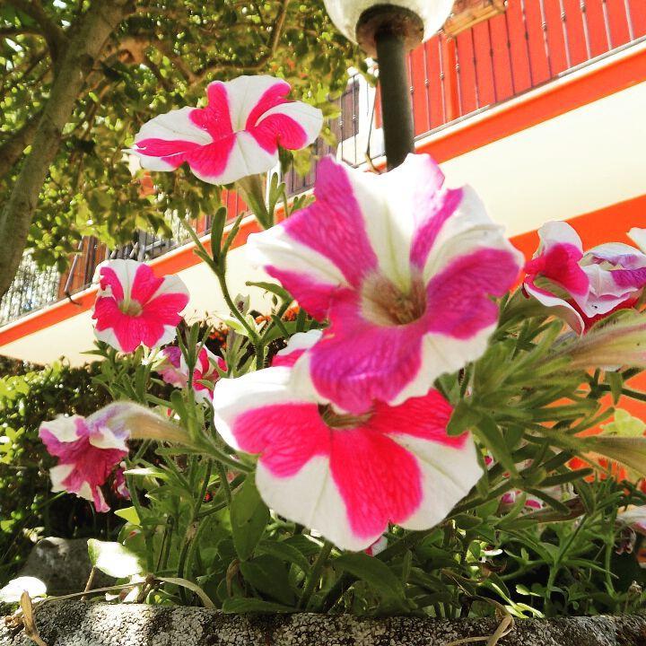 B&B Il Giardino Delle Camelie Palestrina Bagian luar foto