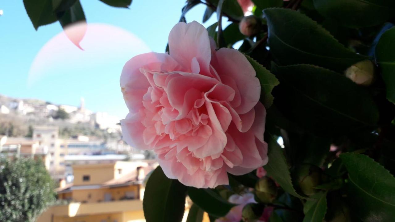 B&B Il Giardino Delle Camelie Palestrina Bagian luar foto
